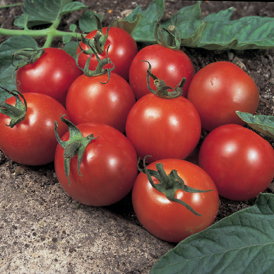 Big tomato company voucher Fostering and rehoming greyhounds for the Greyhound Trust South Lakes at Witherslack, near Grange-over-Sands in Cumbria. Adopt an Greyhound Trust South Lakes Greyhound because unwanted greyhounds make lovely pets and are gentle, laid back, need little exercise and adapt quickly to the family way of life. Re-home a Greyhound and support Greyhound Rescue.